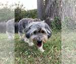 Small #12 Mutt