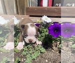 Image preview for Ad Listing. Nickname: Rusty