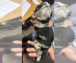 Small #2 F2 Aussiedoodle