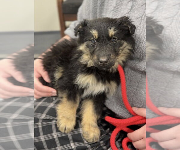 Medium Photo #3 Mutt Puppy For Sale in Bemidji, MN, USA