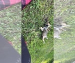 Small Photo #15 Shiba Inu Puppy For Sale in MERRITT IS, FL, USA