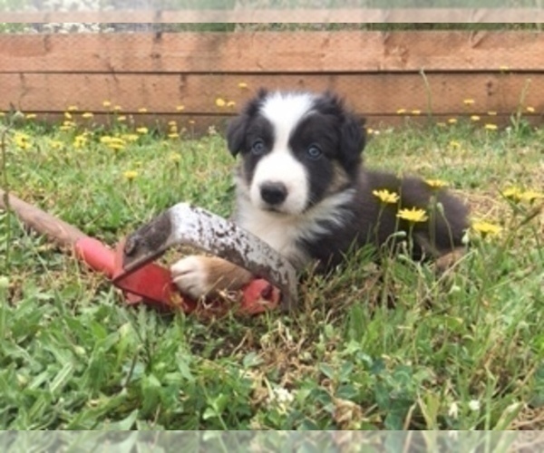Medium Photo #2 Border Collie Puppy For Sale in ALSEA, OR, USA
