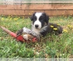 Small Photo #2 Border Collie Puppy For Sale in ALSEA, OR, USA