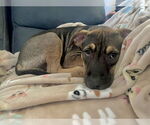 Small #9 American Pit Bull Terrier-Labrador Retriever Mix