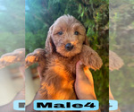 Small #30 Goldendoodle (Miniature)