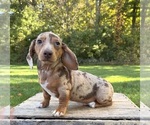 Finn - Male Dachshund Puppy for Sale - Photo #3