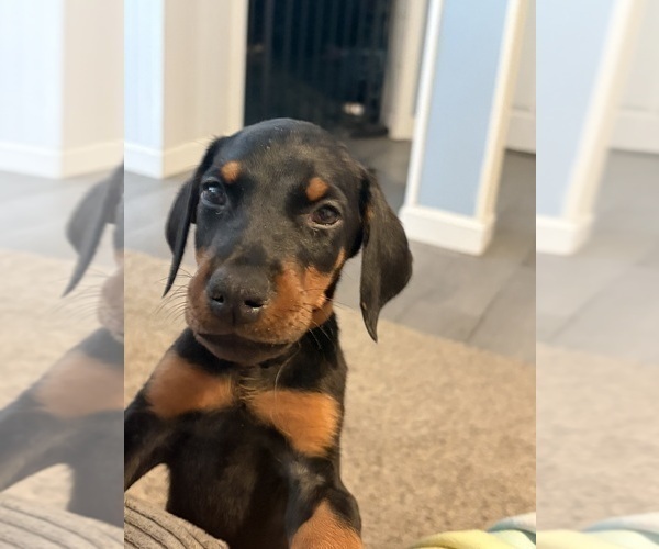 Medium Photo #33 Doberman Pinscher Puppy For Sale in CHEPACHET, RI, USA