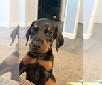 Small #32 Doberman Pinscher