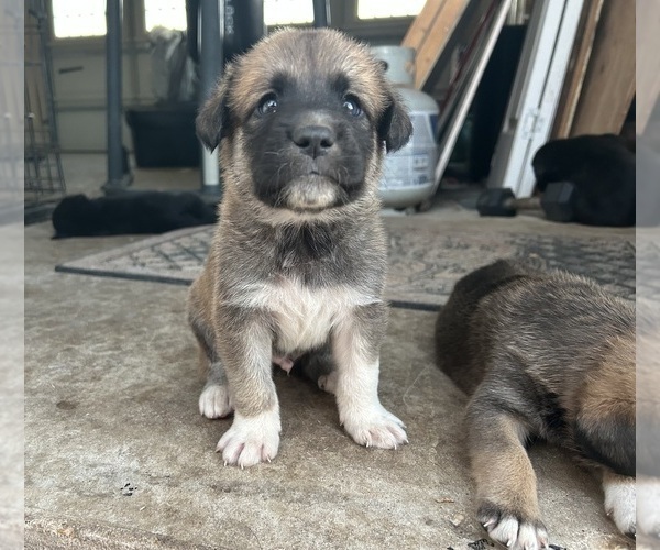 Medium Photo #13 Labrenees Puppy For Sale in BELTON, TX, USA