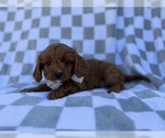 Small #2 Cavapoo (Miniature)