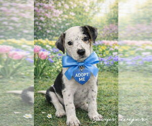 Catahoula Leopard Dog-Unknown Mix Dogs for adoption in Sanford, FL, USA