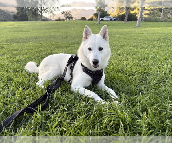 Medium Photo #1 Mutt Puppy For Sale in Agoura Hills, CA, USA