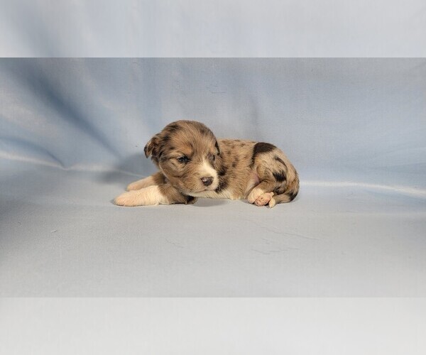 Medium Photo #53 Bernedoodle (Miniature) Puppy For Sale in BLACK FOREST, CO, USA