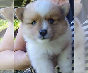 Pomeranian Puppy for sale in FAIRVIEW HEIGHTS, IL, USA