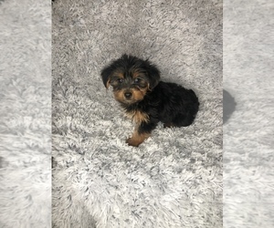 Yorkshire Terrier Puppy for sale in INDIANAPOLIS, IN, USA