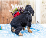Small #7 Cocker Spaniel