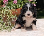 Small #7 Miniature Bernedoodle