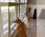 Small #1 American Pit Bull Terrier Mix