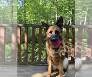 German Shepherd Dog Dog for Adoption in CEDAR MOUNTAIN, North Carolina USA