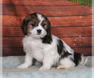 Cava-Tzu Puppy for sale in PENNS CREEK, PA, USA
