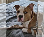 Small #5 American Pit Bull Terrier