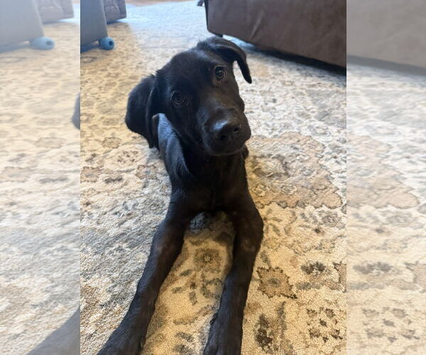 Medium Photo #6 Labrador Retriever-Unknown Mix Puppy For Sale in Fort Worth, TX, USA