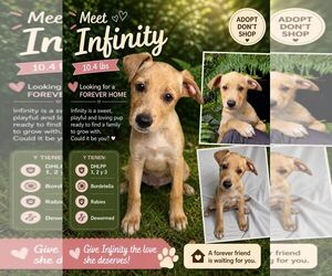 Mutt Dogs for adoption in Jenkintown, PA, USA