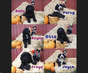 Bernedoodle Puppy for sale in JACKSONVILLE, IL, USA