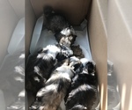Small Photo #9 Shih Tzu Puppy For Sale in POTEET, TX, USA