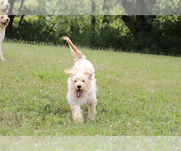 Medium Photo #2 Goldendoodle Puppy For Sale in CARLOCK, IL, USA
