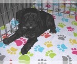 Small #4 YorkiePoo