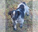 Small Photo #17 Australian Cattle Dog Puppy For Sale in SYLMAR, CA, USA