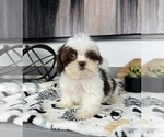 Small Photo #7 ShihPoo Puppy For Sale in FRANKLIN, IN, USA