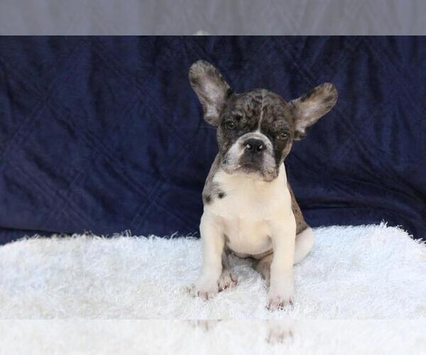 Medium Photo #2 French Bulldog Puppy For Sale in RIVERSIDE, CT, USA