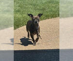 Small Chihuahua