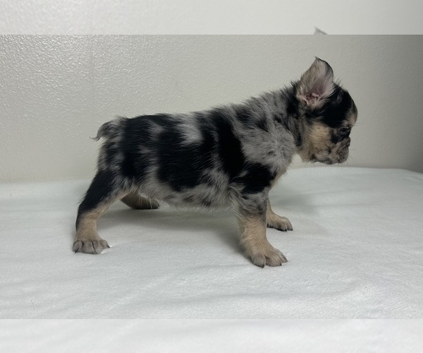Medium Photo #17 French Bulldog Puppy For Sale in LOS ANGELES, CA, USA
