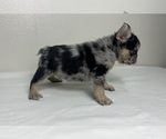 Small #16 French Bulldog