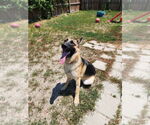 Small #3 German Shepherd Dog