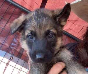 German Shepherd Dog Puppy for sale in LAKE, MS, USA