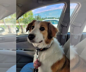 Australian Shepherd Dogs for adoption in Alexandria, KY, USA