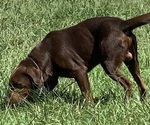 Small Photo #1 Labrador Retriever Puppy For Sale in SPOTSYLVANIA, VA, USA