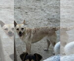 Small #4 Chihuahua Mix