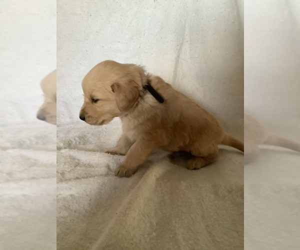 Medium Photo #7 Golden Retriever Puppy For Sale in WESTCLIFFE, CO, USA
