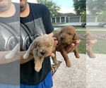 Small Photo #10 Goldendoodle Puppy For Sale in APOLLO BEACH, FL, USA