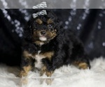 Small #2 Goldendoodle (Miniature)