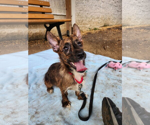 Medium Photo #21 Mutt Puppy For Sale in Philadelphia, PA, USA