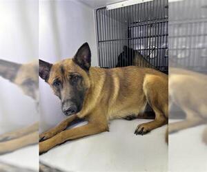 German Shepherd Dog-Unknown Mix Dogs for adoption in Houston, TX, USA