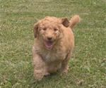 Puppy Lil Coop Aussiedoodle