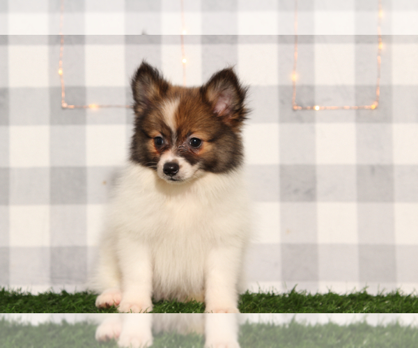 Medium Photo #3 Pomeranian Puppy For Sale in MARIETTA, GA, USA