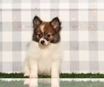 Small #2 Pomeranian